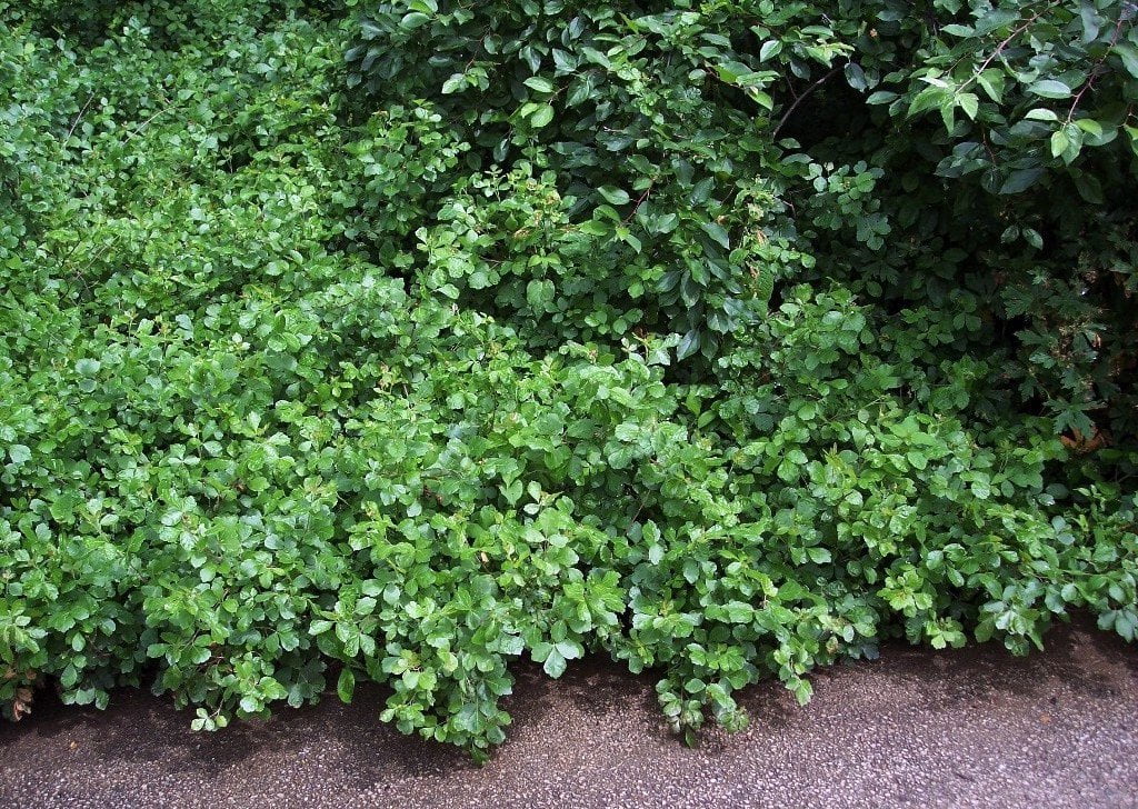 GroLow Fragrant Sumac Rhus Fragrant Red Berries 4" pot