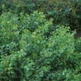 thumbnail image 1 of Gro-Low Fragrant Sumac, 1 of 1