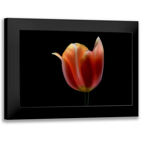 Gronkjar, Lotte 14x11 Black Modern Framed Museum Art Print Titled - French Tulip
