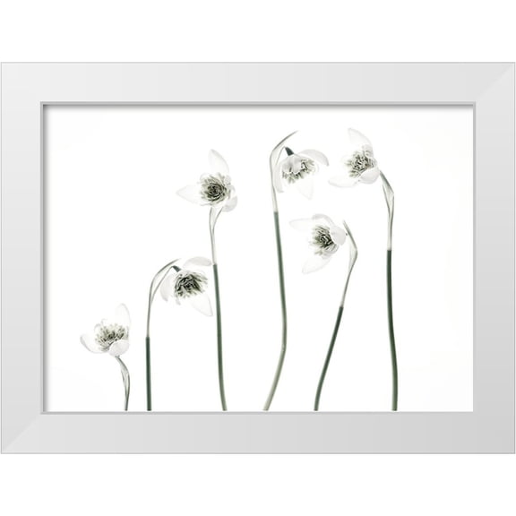 Gronkjar, Lotte 14x11 White Modern Wood Framed Museum Art Print Titled - Snowdrops