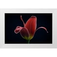 thumbnail image 1 of Gronkjar, Lotte 18x13 White Modern Wood Framed Museum Art Print Titled - First Tulip, 1 of 4