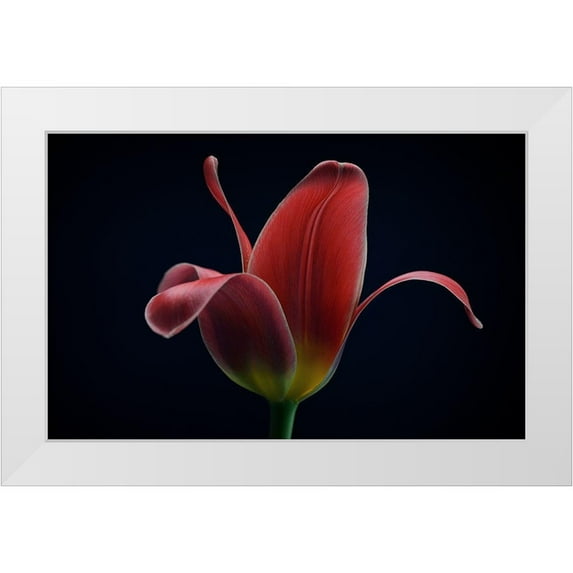 Gronkjar, Lotte 24x17 White Modern Wood Framed Museum Art Print Titled - First Tulip
