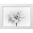 thumbnail image 1 of Gronkjar, Lotte 32x24 White Modern Wood Framed Museum Art Print Titled - White Dahlia, 1 of 4