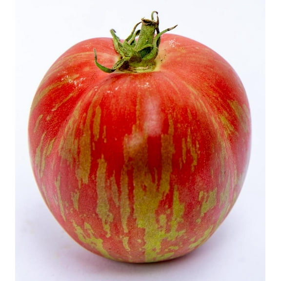 Groovy Tunes Lime Leaf Dwarf Bonsai Tomato Premium Seed Packet for Planting