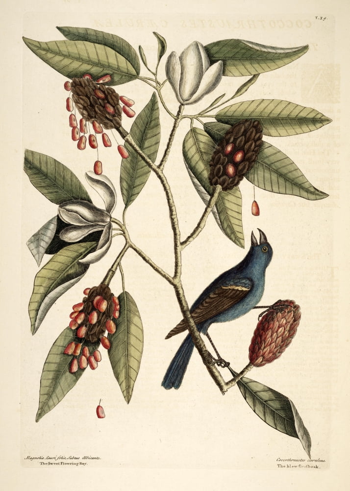 Grosbeak Canvas Art - Mark Catesby (18 x 24)