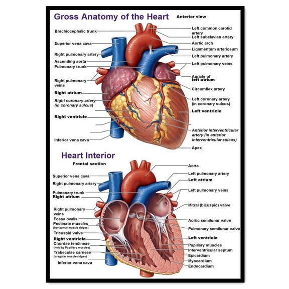 Gross Anatomy of the Heart Medical Poster Wall Art - Human Anatomy Picture Chart Body Structure Decor, Unframed Gallery Canvas Print Painting Home Decor for Office Home Classroom,White,11.8X16.5 inch