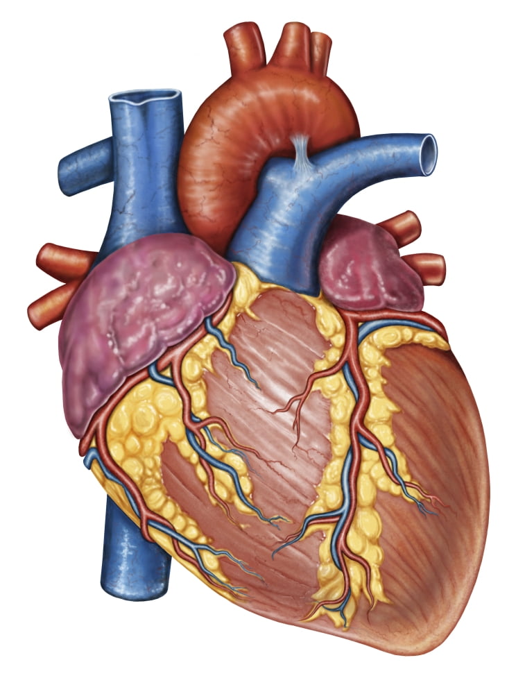 Gross anatomy of the human heart Canvas Art - Stocktrek Images (13 x 16)