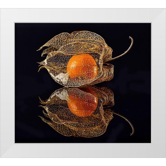 Grosshanten, Klaus 13x12 White Modern Wood Framed Museum Art Print Titled - Physalis