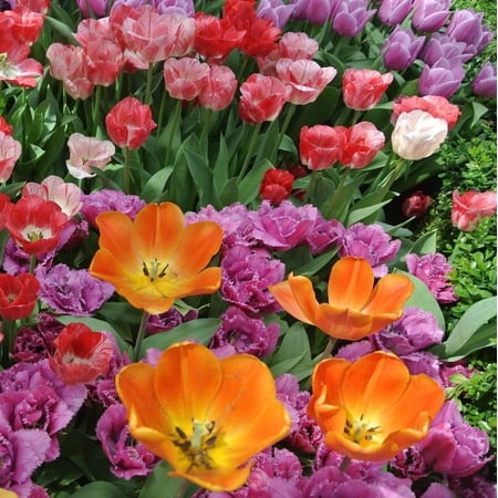 Shade Friendly Tulip Tarda Flowers, 12 Bulbs - Attracts Bees & Butterflies - Spring Blooming, Easy to Grow & Maintain