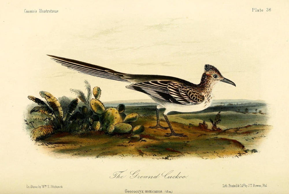 Ground Cuckoo Canvas Art - WE Hitchcock (18 x 24)