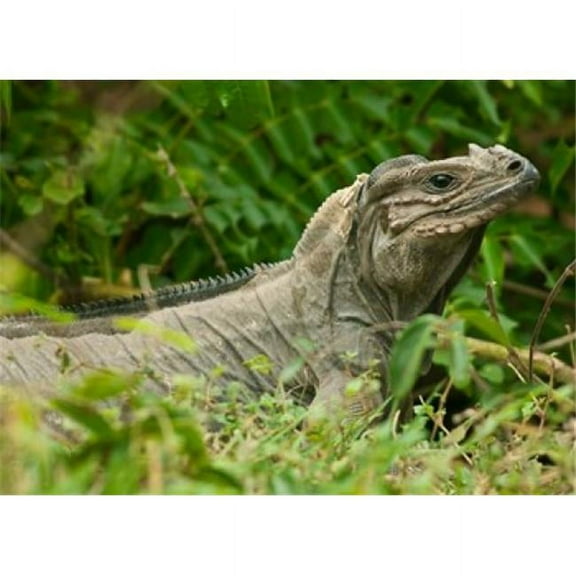 Ground Iguana Lizard Pajaros Mona Island Puerto Rico Poster Print by Maresa Pryor - 25 x 18 in.