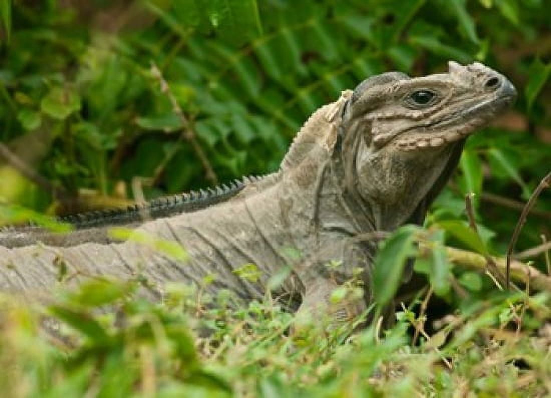 Ground Iguana lizard Pajaros Mona Island Puerto Rico Canvas Art - Maresa Pryor DanitaDelimont (25 x 18)