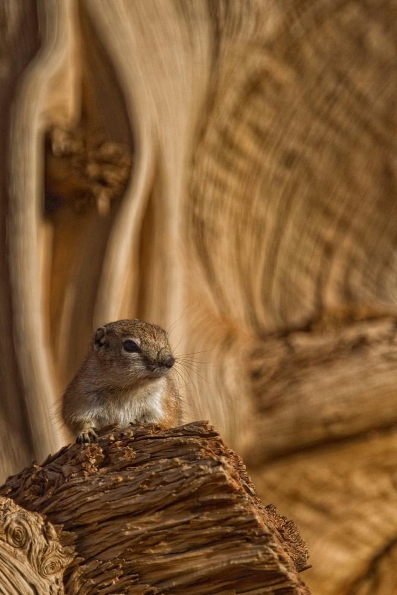 Ground Squirrel At Monument Valley Arizona Canvas Art - Robert Postma Design Pics (22 x 34)