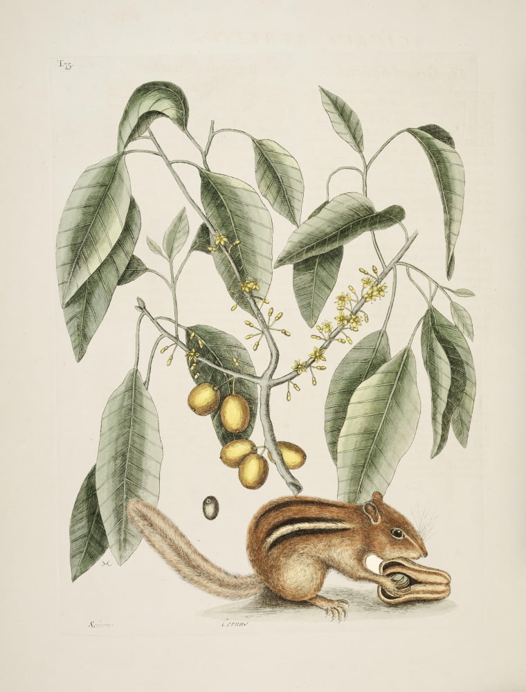 Ground Squirrel Canvas Art - Mark Catesby (24 x 36)