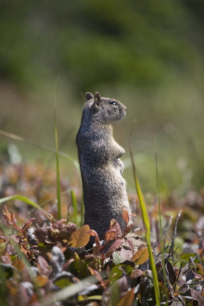 Ground Squirrel Standing In A Field Otter Rock Oregon United States of America Canvas Art - Michael Interisano Design Pics (24 x 38)
