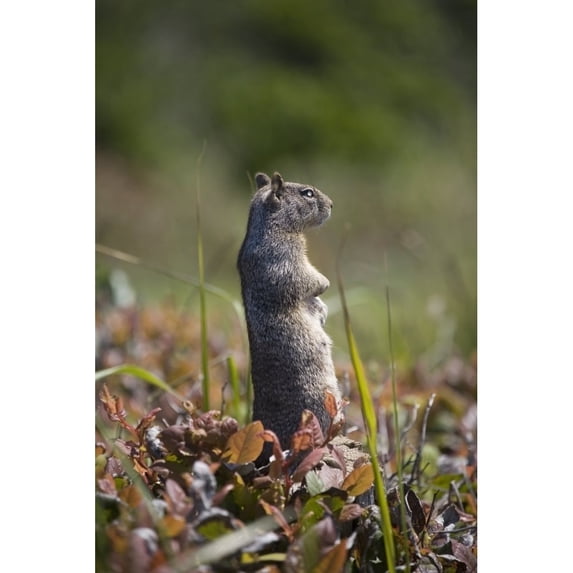 Ground Squirrel Standing In A Field; Otter Rock Oregon United States of America Poster Print