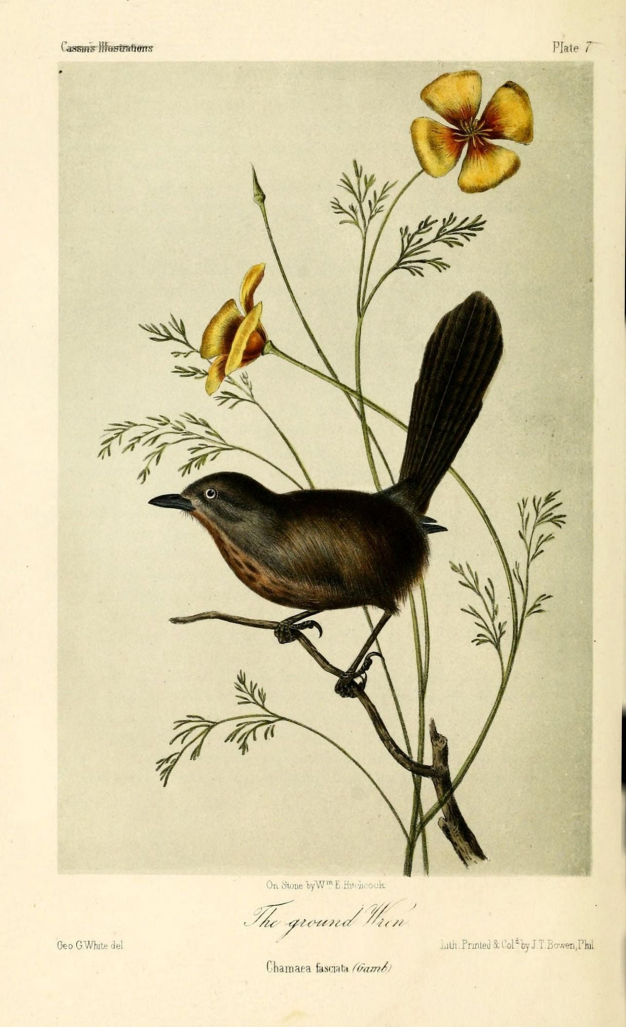 Ground Wren Canvas Art - WE Hitchcock (18 x 24)