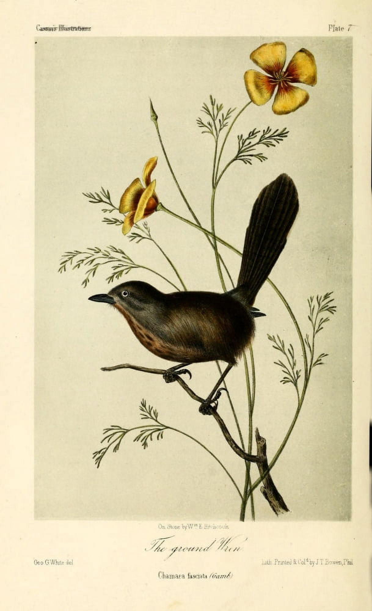 Ground Wren Canvas Art - WE Hitchcock (24 x 36)