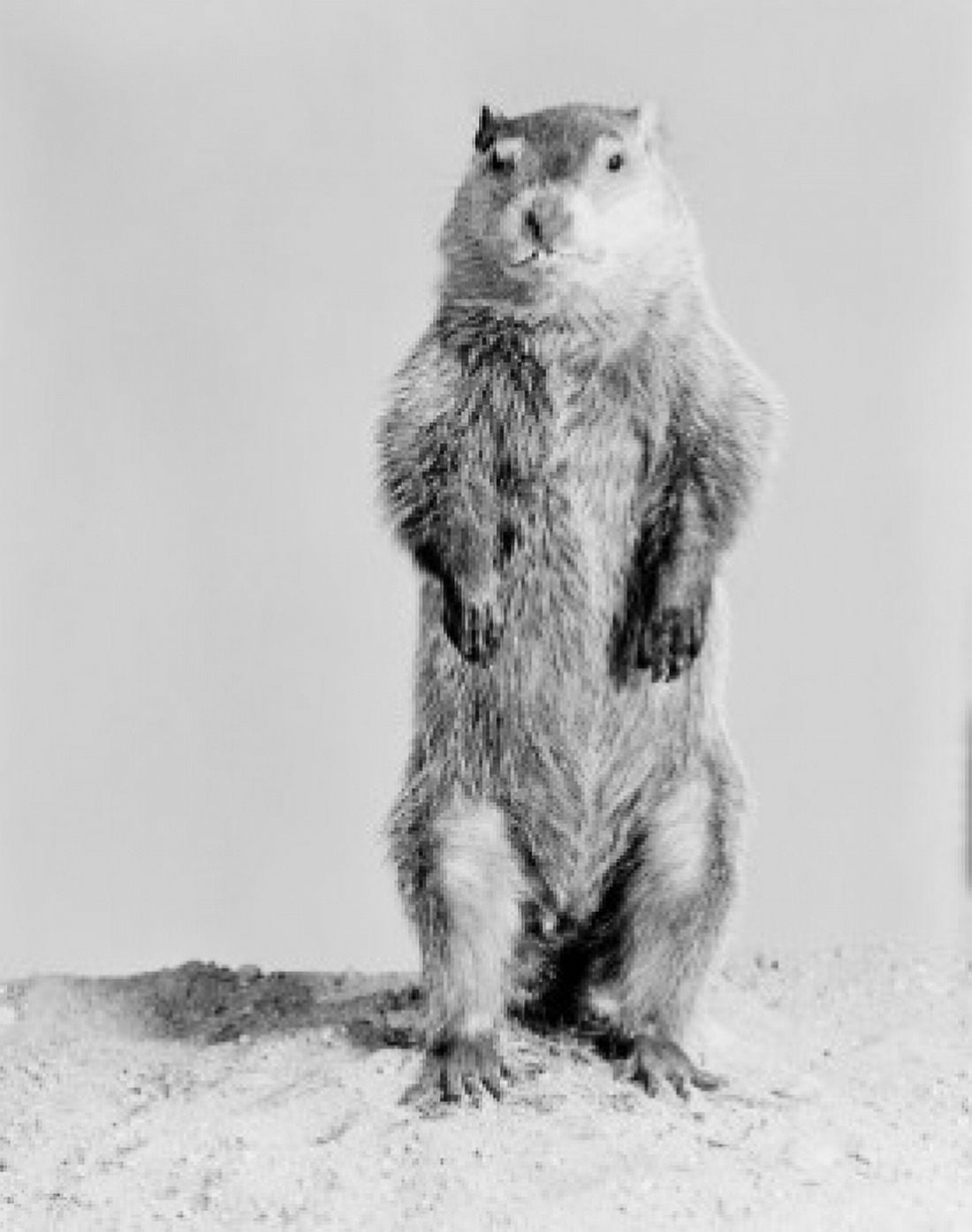 Groundhog (Marmota monax) standing on hind legs Canvas Art - (18 x 24)