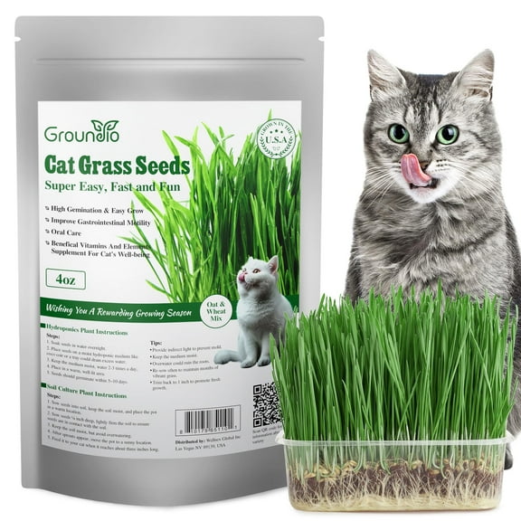 Groundio Cat Grass Seeds, 4 Oz, MVR1Non-GMO Wheat Cat Grass Seeeds & Oat Seeds Mix, High Germination Cat Grass Seeds Grown in USA for Indoor Cats