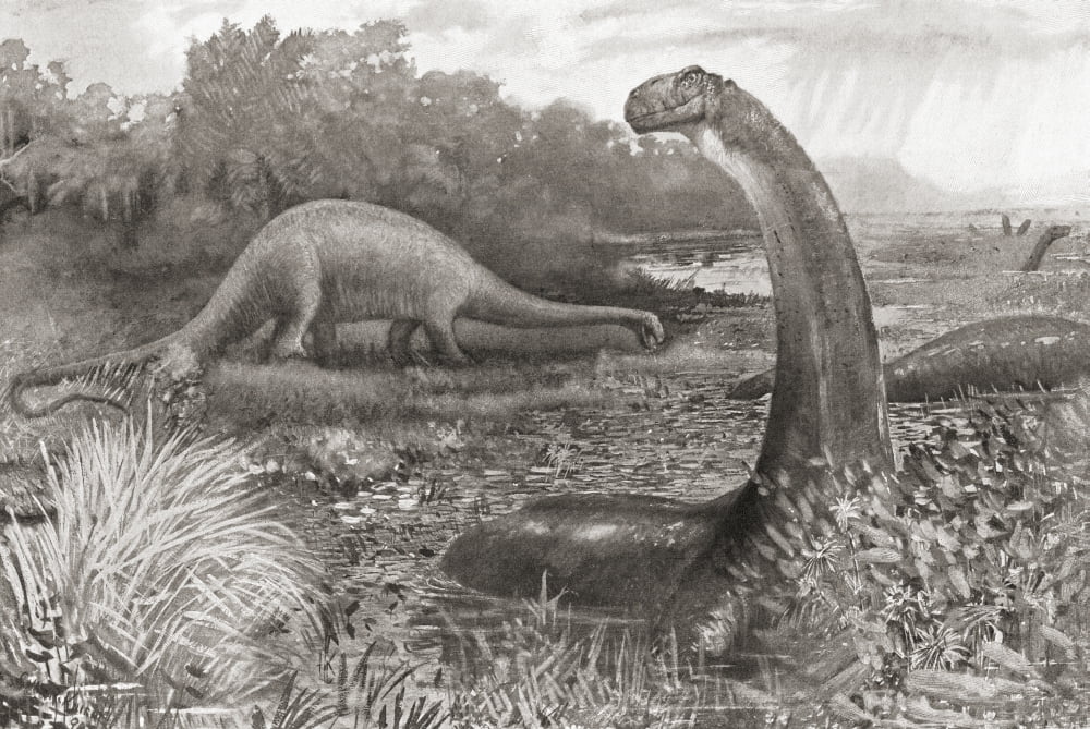 A Group Of Brontosaurs Or Thunder Saurians From The Century Illustrated Monthly Magazine May To October 1904 Canvas Art - Ken Welsh Design Pics (17 x 12)