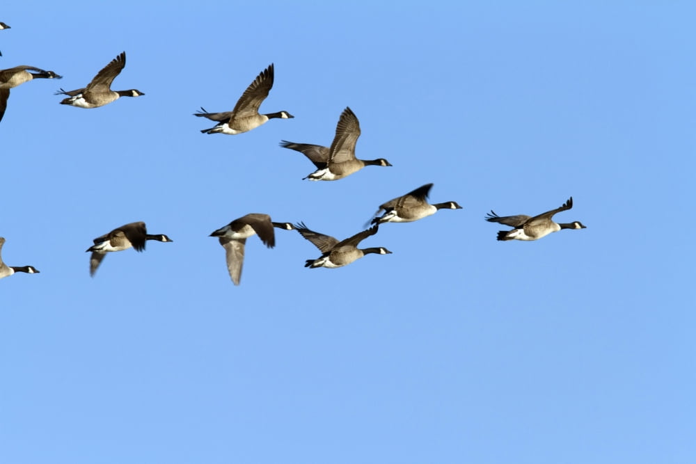 Group Of Canada Geese In Flight Branta Canadensis Chen Caerulescens La Baie Du Febvre Province Of Quebec Canada Canvas Art - Philippe Henry Design Pics (17 x 11)