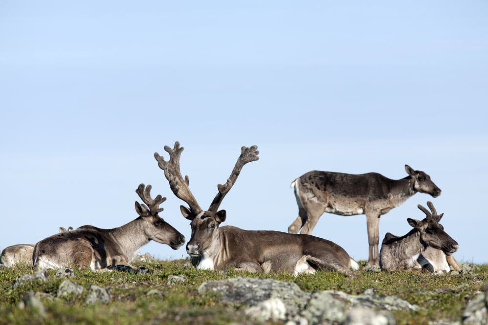 Group Of Caribou Resting On Alpine Tundra Mount Jacques Cartier Gaspesie National Park Quebec Canada Canvas Art - Philippe Henry Design Pics (17 x 11)