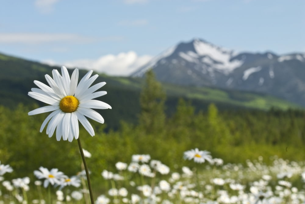 A Group Of Daisies Grow In The Meadows Of Turnagain Pass In Chugach National Forest Kenai Peninsula Southcentral Alaska Summer Canvas Art - Carl Johnson Design Pics (34 x 22)
