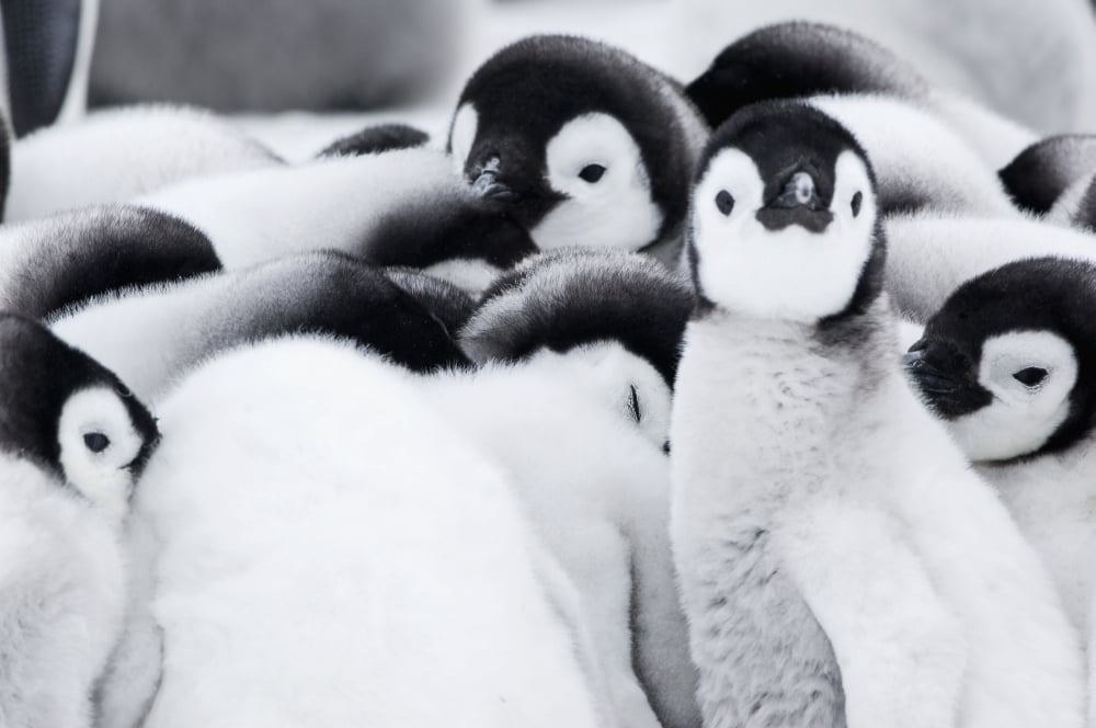 Group of Emperor Penguin (Aptenodytes forsteri) chicks huddled together Snow Hill Island Antarctica Canvas Art - Daisy Gilardini Design Pics (19 x 12)