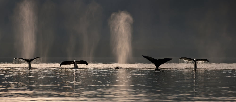 A Group Of Humpback Whales Dive Down As They Are Feeding In Stephens Passage Near Admiralty Island Inside Passage Southeast Alaska Summer Canvas Art - John Hyde Design Pics (44 x 19)