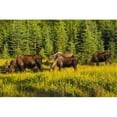 thumbnail image 1 of A Group of Moose Two Bulls & Two Cows Feeding On On Grass in Kincaid Park Anchorage Southcentral Alaska Summer Poster Print by Michael Jones, 38 x 24 - Large, 1 of 1