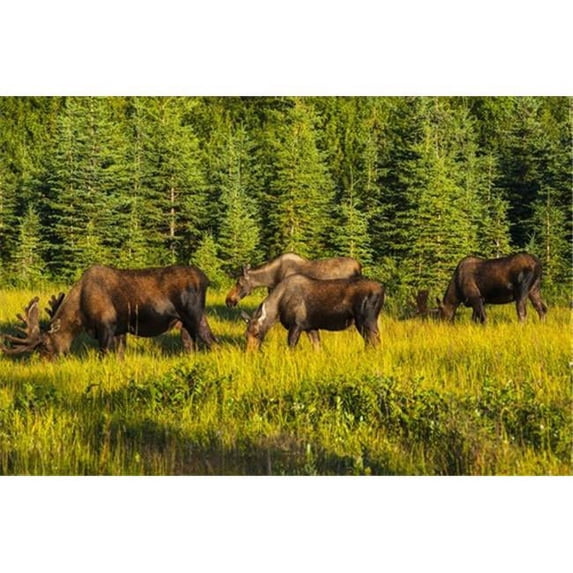 A Group of Moose Two Bulls & Two Cows Feeding On On Grass in Kincaid Park Anchorage Southcentral Alaska Summer Poster Print by Michael Jones, 38 x 24 - Large