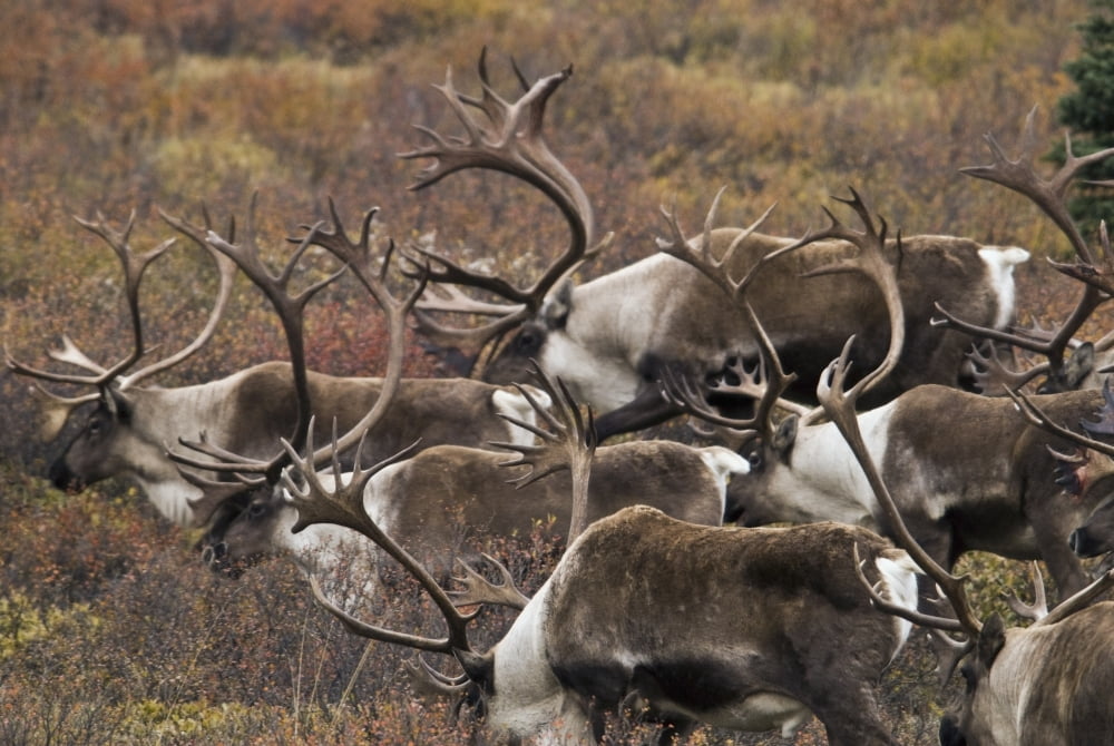 Group Of Bull Caribou Begin To Herd Up For The Fall Migration In Denali National Park Alaska Canvas Art - Ron Sanford Design Pics (34 x 22)
