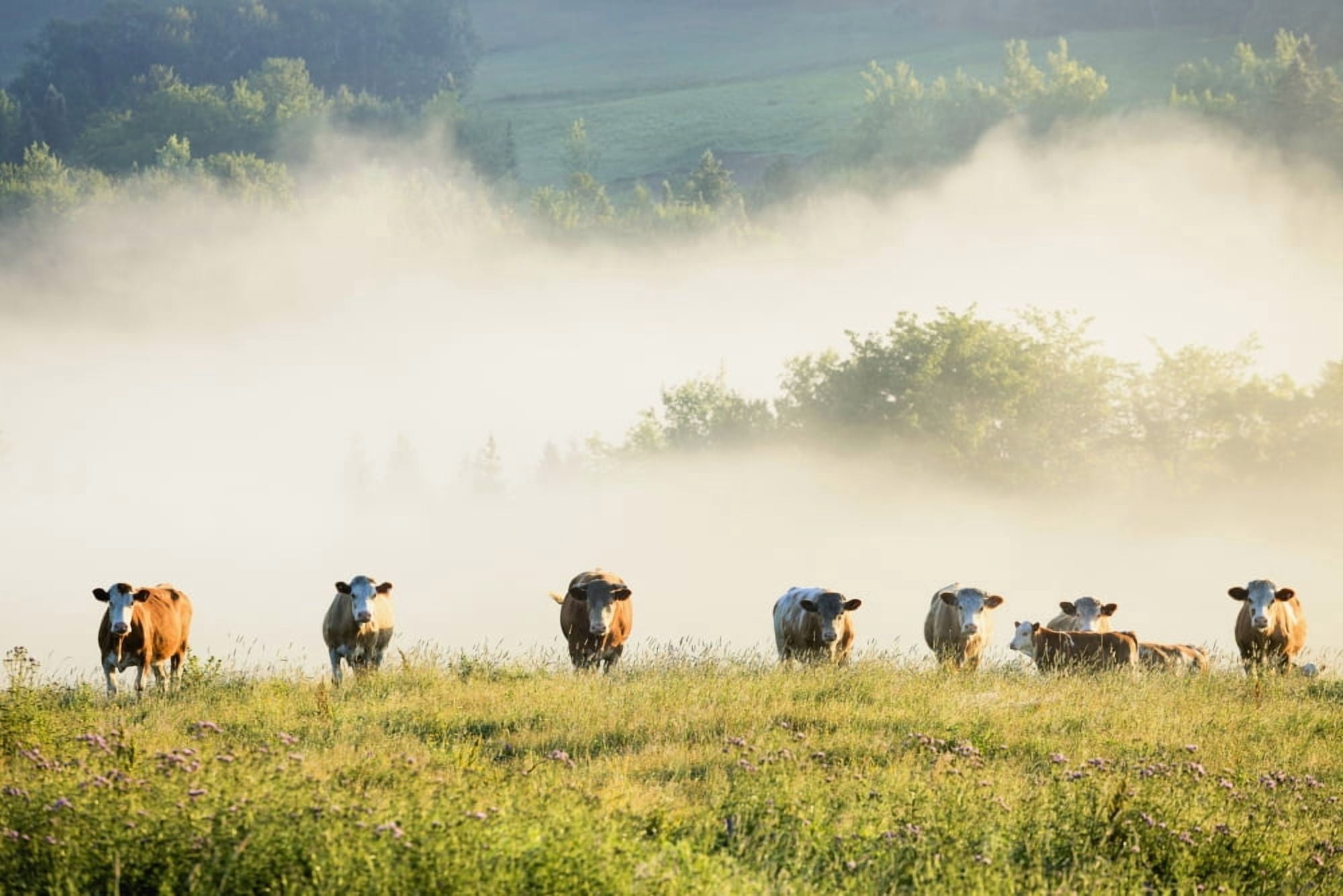 Group Of Cows In The Fog Chesterville Quebec Canada Canvas Art - Yves Marcoux Design Pics (36 x 24)