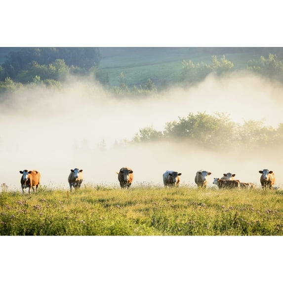 Group Of Cows In The Fog; Chesterville Quebec Canada Poster Print (18 x 12)