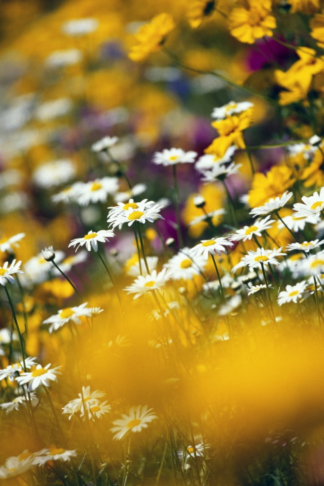 Group Of Daisies Canvas Art - Natural Selection Craig Tuttle  Design Pics (24 x 36)