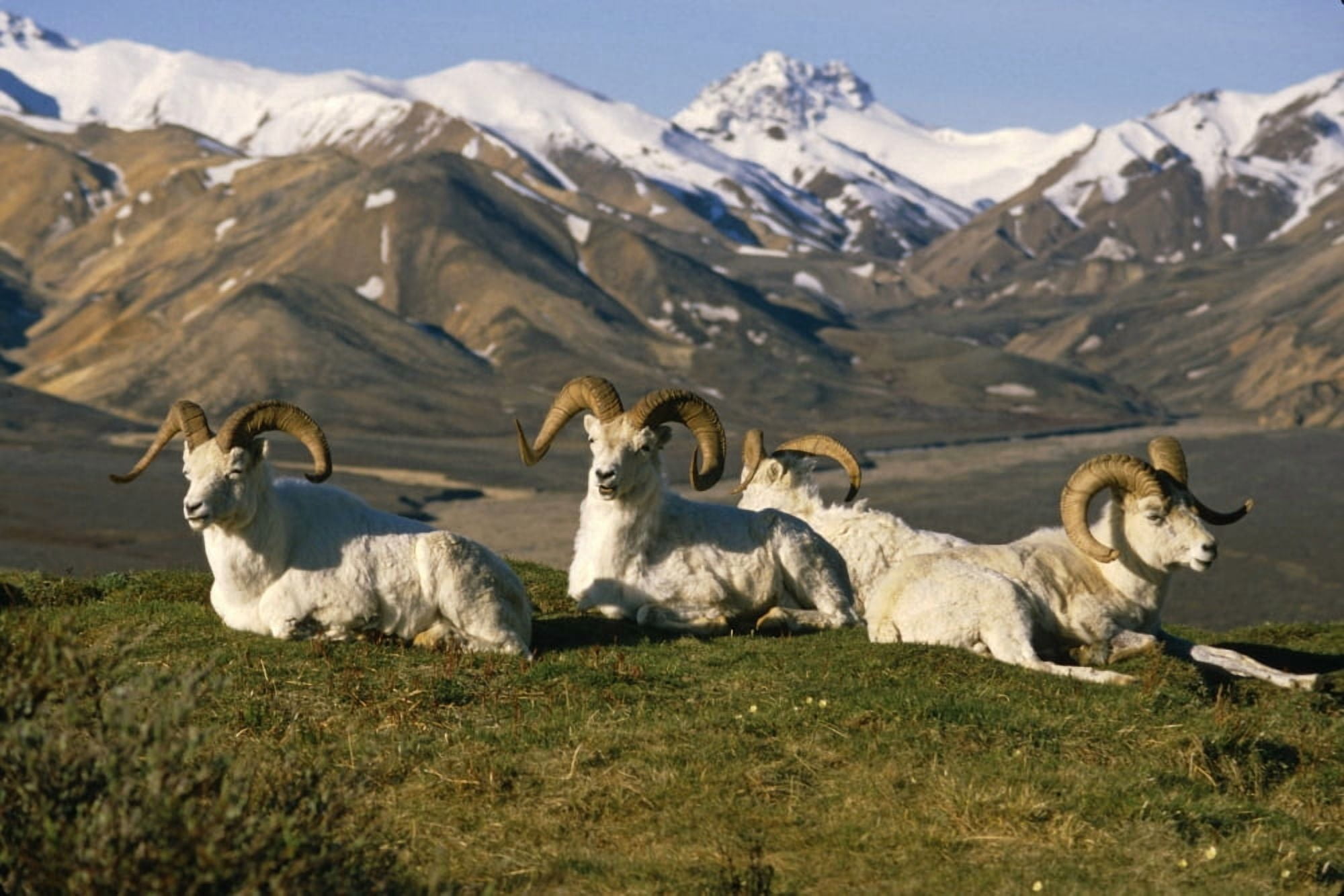 Group Of Dall Sheep Rams On Ridge Polychrome Pass In Ak Summer Denali Np Canvas Art - Doug Lindstrand Design Pics (34 x 22)