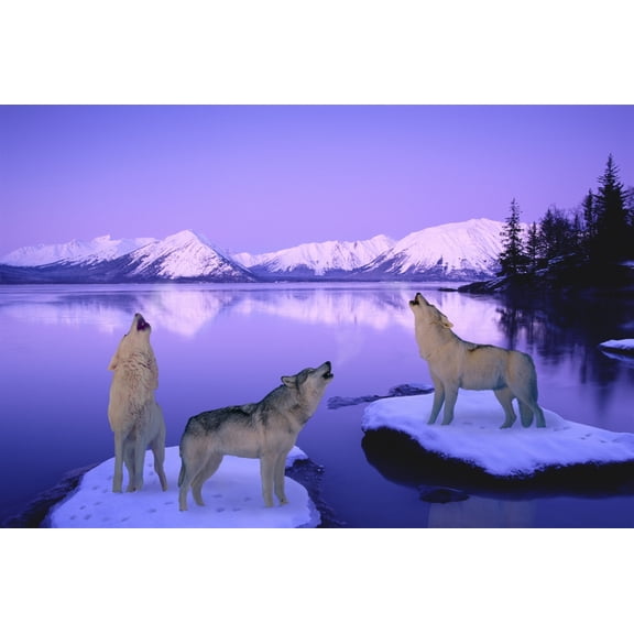 Group Of Howling Wolves Winter Digital Composite Canvas Art - Michael DeYoung Design Pics (38 x 24)