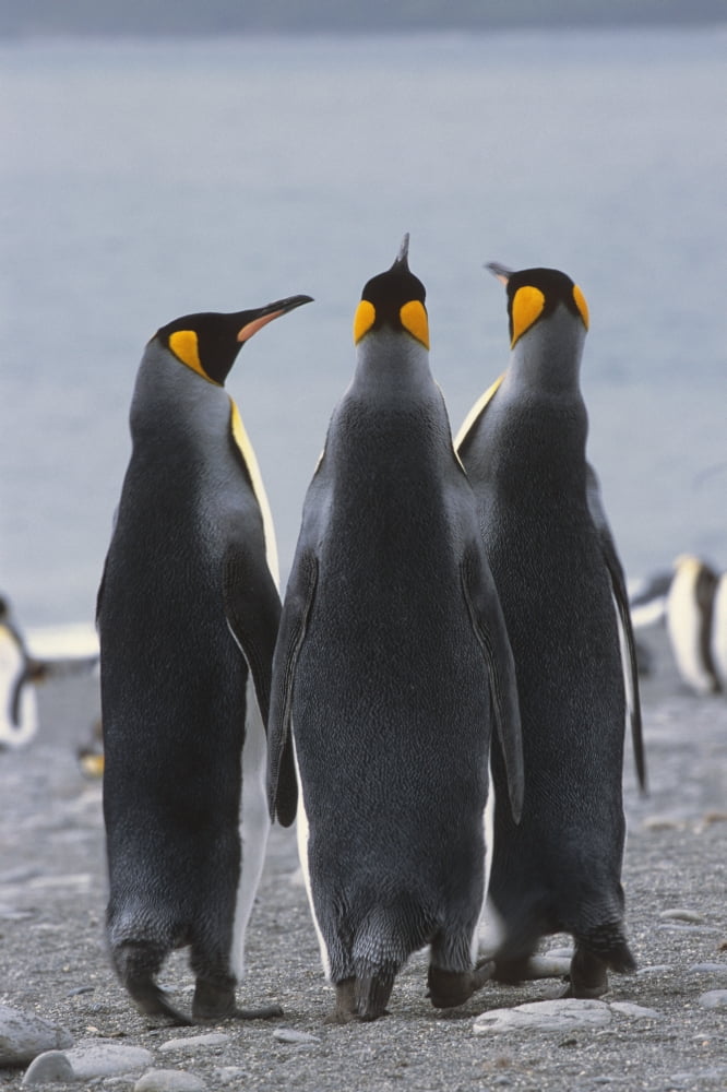 Group Of King Penguins Standing Together South Georgia Island Antarctic Canvas Art - Tom Soucek Design Pics (12 x 19)