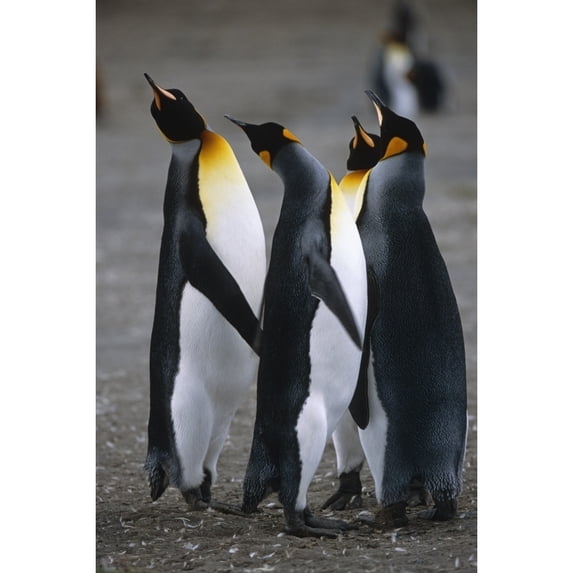 Group Of King Penguins Standing Together South Georgia Island Summer Antarctic by Tom Soucek / Design Pics