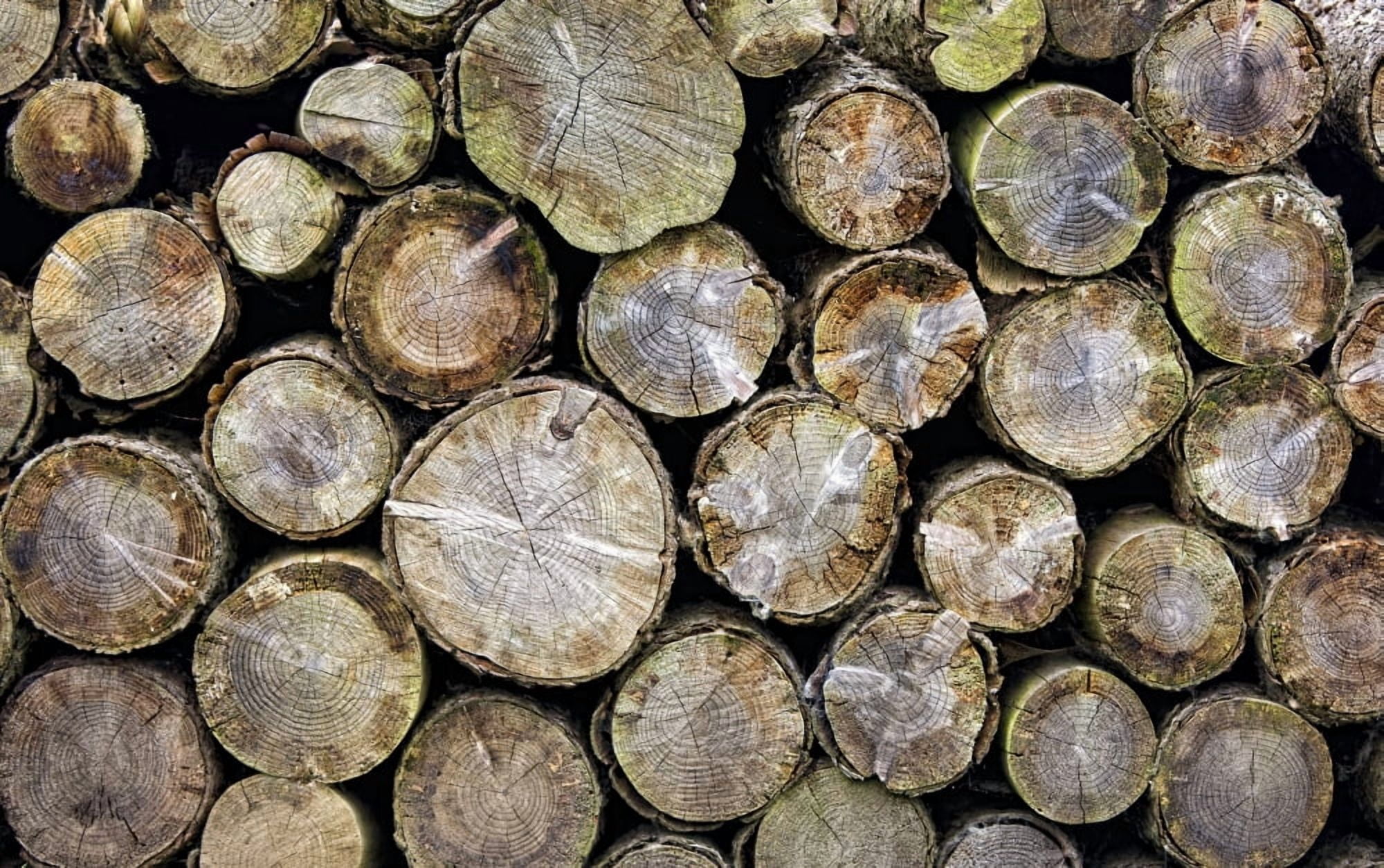 Group Of Logs Canvas Art - John Short Design Pics (36 x 22)