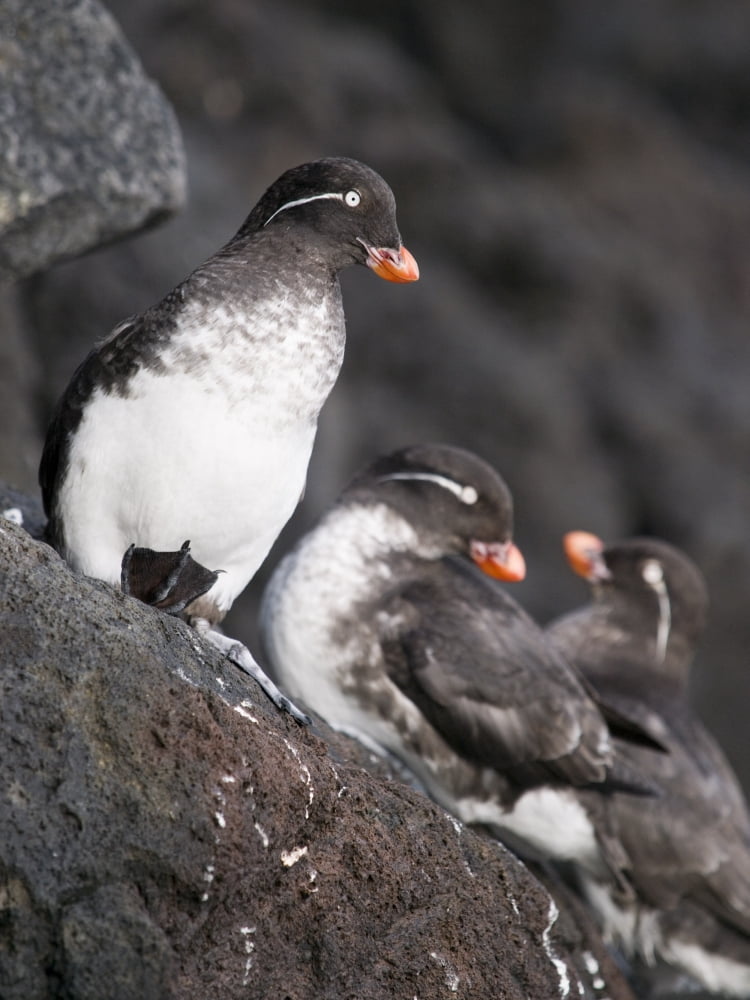 Group Of Parakeet Auklets St Paul Island Southwest Alaska Summer Canvas Art - John Gibbens Design Pics (24 x 34)