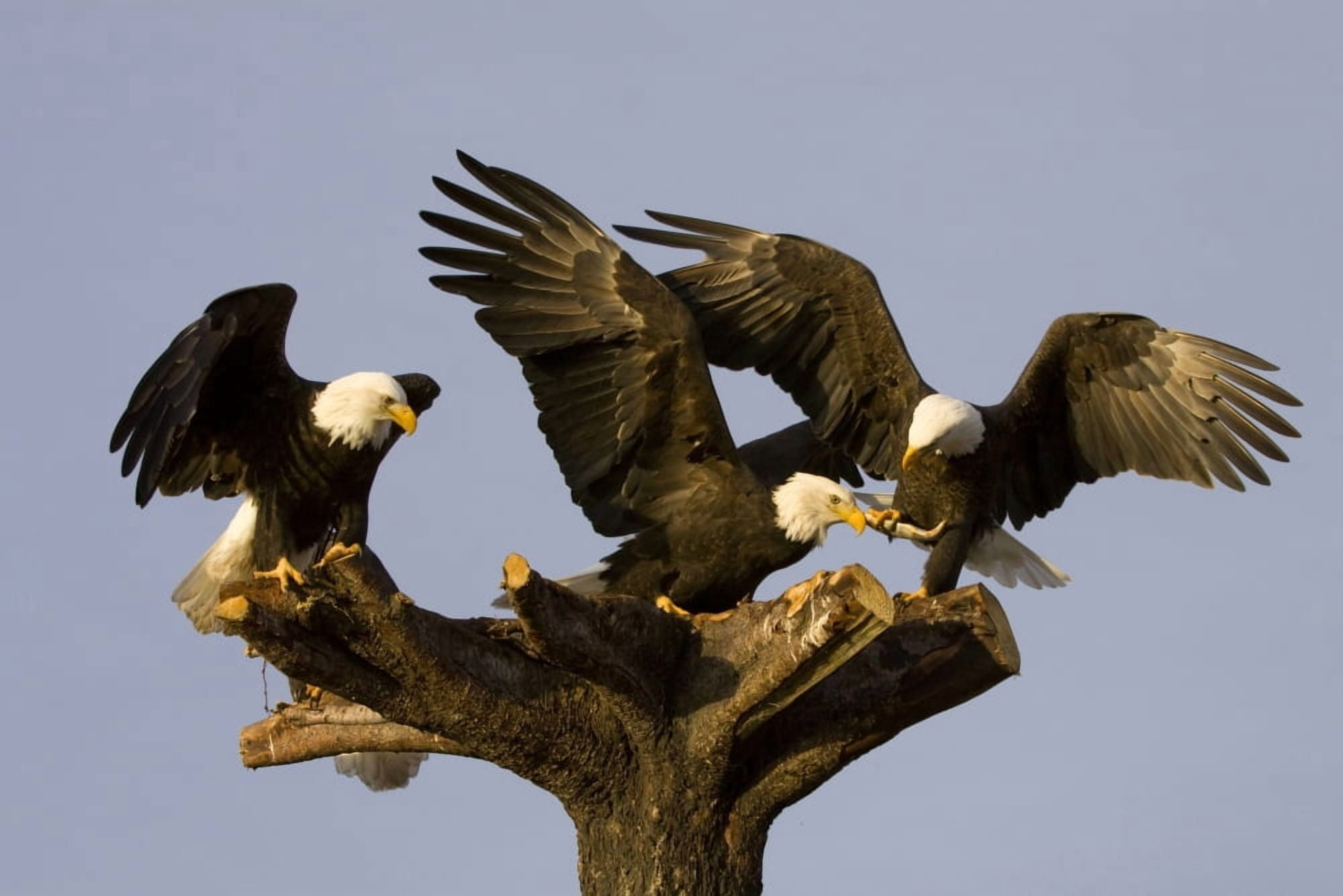 Group Of Perched Bald Eagles Fighting Over FishNnear Homer Alaska Kenai Peninsula Winter Canvas Art - Doug Lindstrand Design Pics (17 x 11)