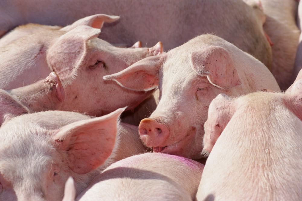Group Of Pigs Winnipeg Manitoba Canvas Art - Mike Grandmaison Design Pics (18 x 12)