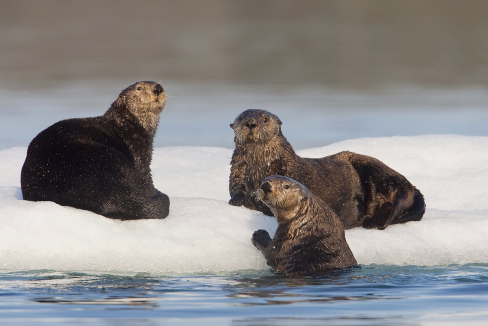 Group Of Sea Otters Hauled Out On Iceberg Prince William Sound Alaska Southcentral Summer Canvas Art - Milo Burcham Design Pics (38 x 24)