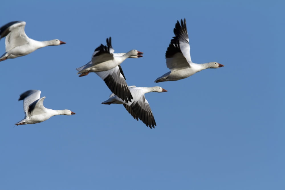 Group Of Snow Geese In Flight Chen Caerulescens La Baie Du Febvre Province Of Quebec Canada Canvas Art - Philippe Henry Design Pics (17 x 11)