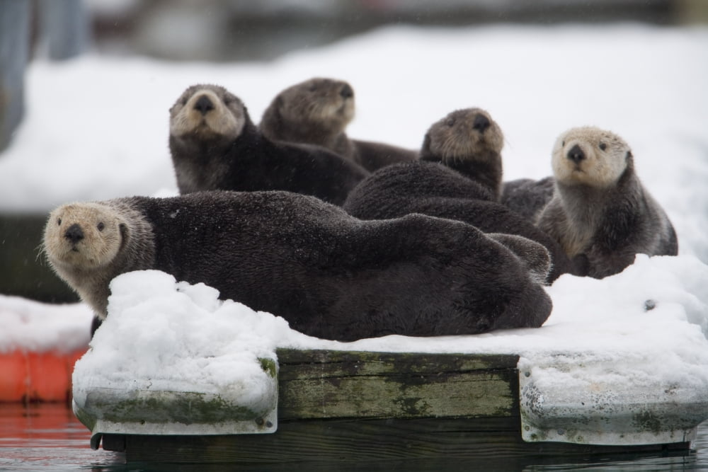Group Of Sea Otters Hauled Out On A Boat Dock In Valdez Harbor Prince William Sound Alaska Southcentral Canvas Art - Milo Burcham Design Pics (17 x 11)