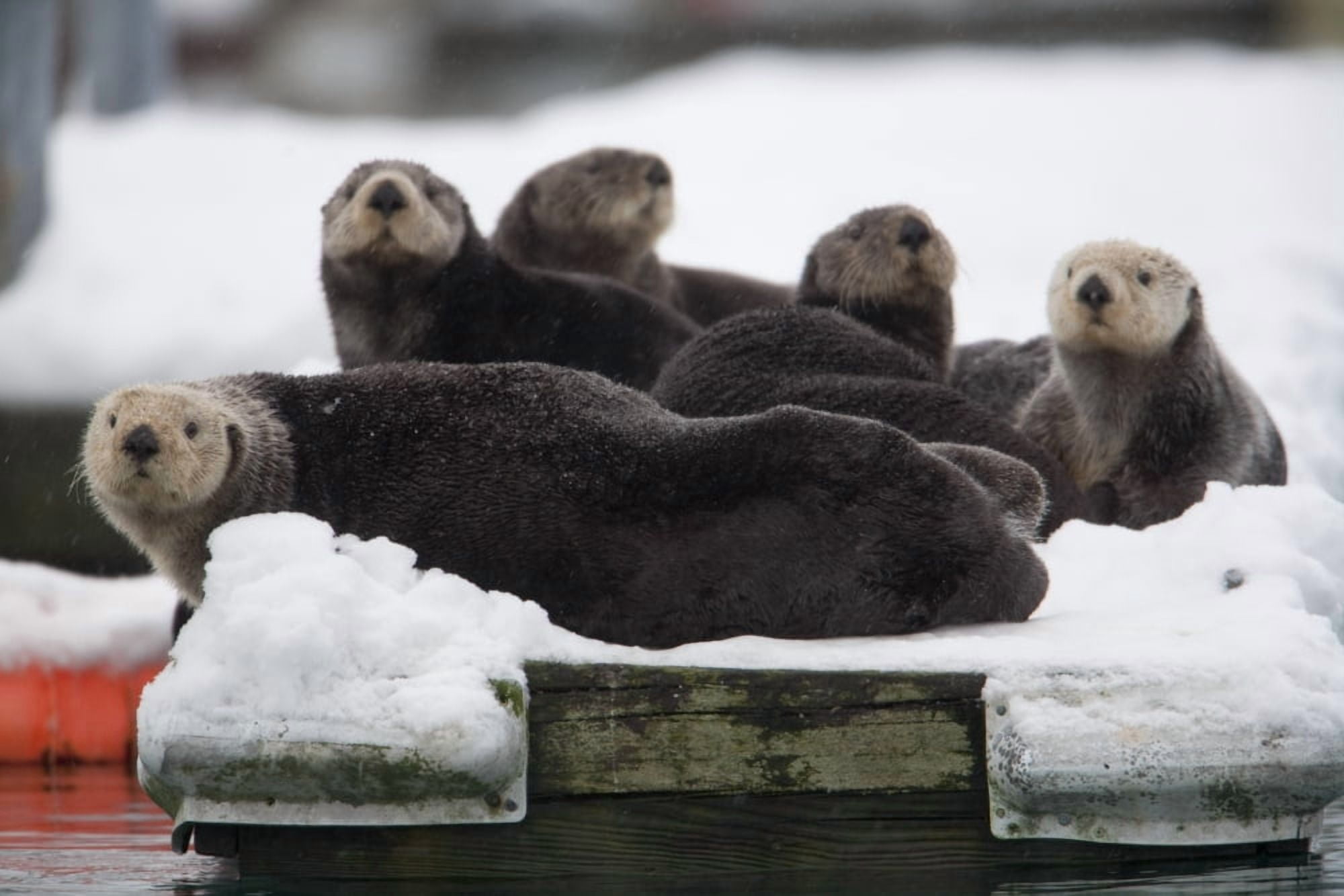 Group Of Sea Otters Hauled Out On A Boat Dock In Valdez Harbor Prince William Sound Alaska Southcentral Canvas Art - Milo Burcham  Design Pics (34 x 22)