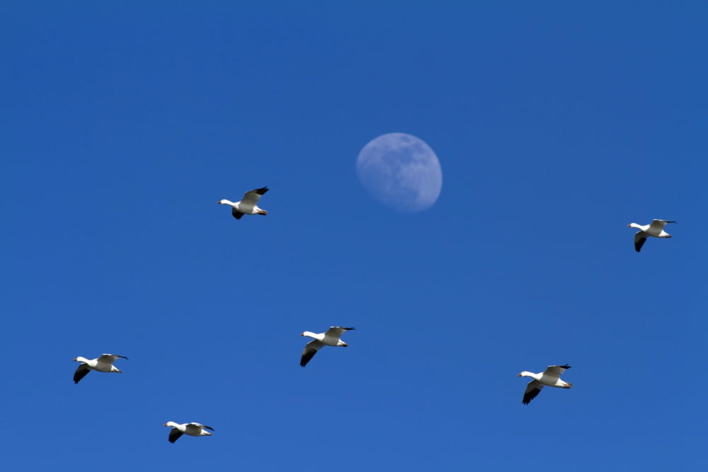Group Of Snow Geese Flying High In The Sky With The Moon In The Background Chen Caerulescens La Baie Du Febvre Province Of Quebec Canada Canvas Art - Philippe Henry Design Pics (17 x 11)