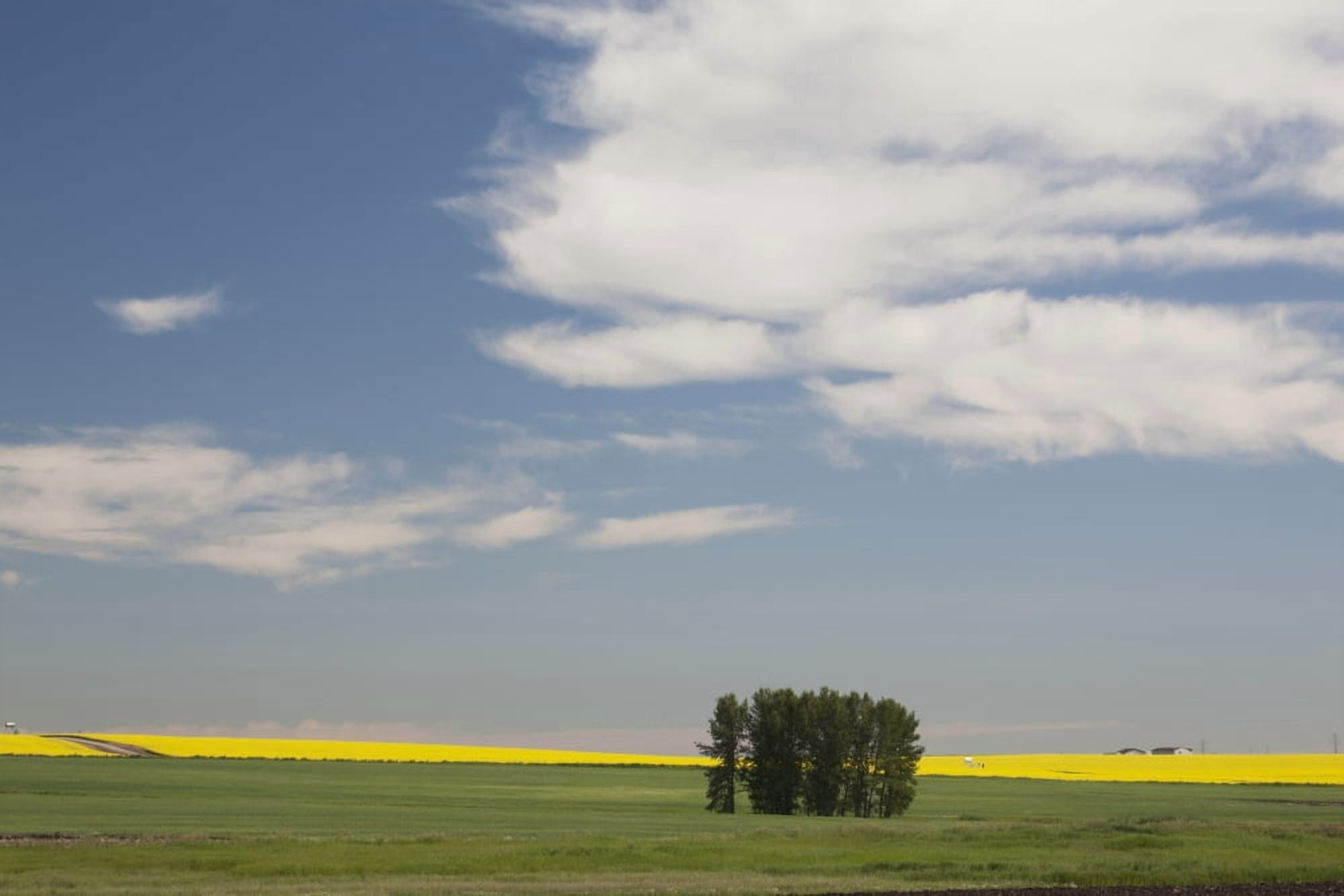 A Group Of Trees In A Green Field With Flowering Canola On The Distance With Blue Sky And Clouds Alberta Canada Canvas Art - Michael Interisano  Design Pics (19 x 12)